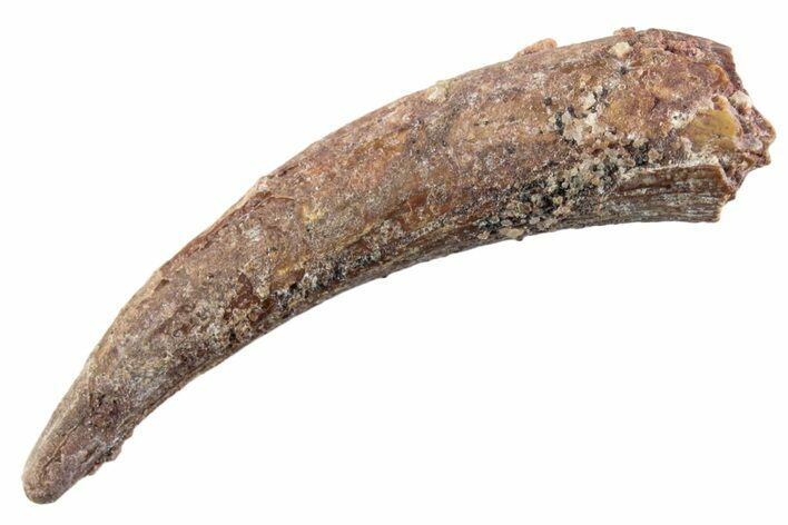 Fossil Pterosaur (Siroccopteryx) Tooth - Morocco #359951